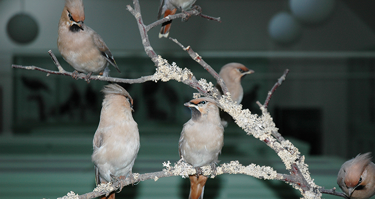 Birds on a tree.